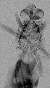 Micro-CT in Entomology 2