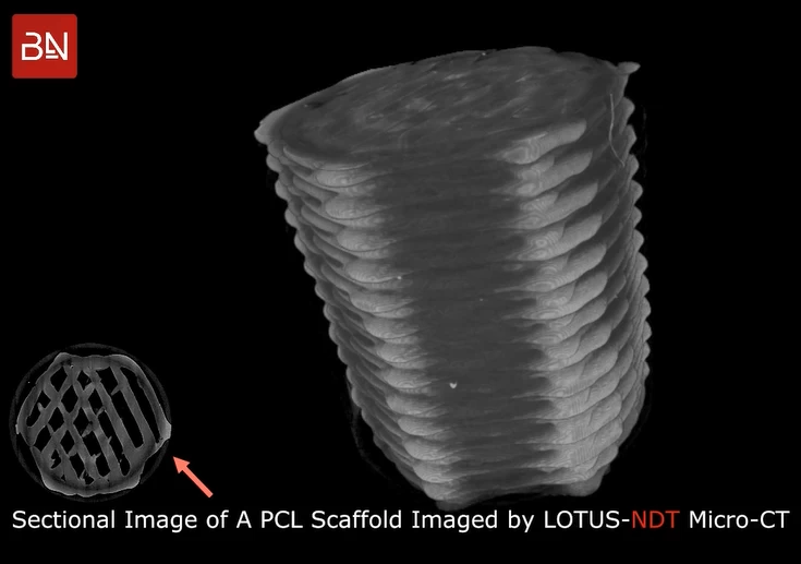 Example of a 3D image made with LOTUS-3D software of a PCL scaffold