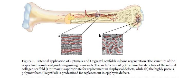 Novel multimodal MRI and Micro-CT imaging approach to quantify angiogenesis and 3D vascular architecture of biomaterials