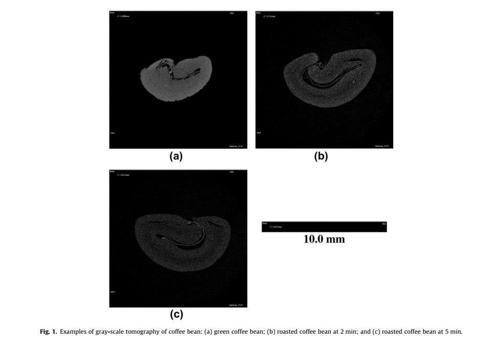 Coffea arabica beans microstructural changes induced by roasting: An X-ray microtomographic investigation