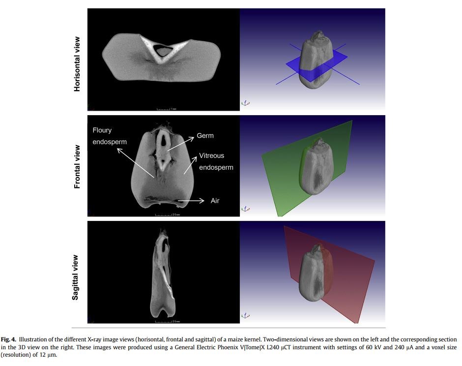 X-ray micro-Computed Tomography for Non-destructive Characterisation of Food Microstructure.