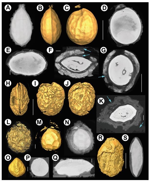 X-ray micro-computed tomography (micro-CT) of pyrite-permineralized fruits and seeds from the London Clay Formation (Ypresian) conserved in silicone oil: a critical evaluation