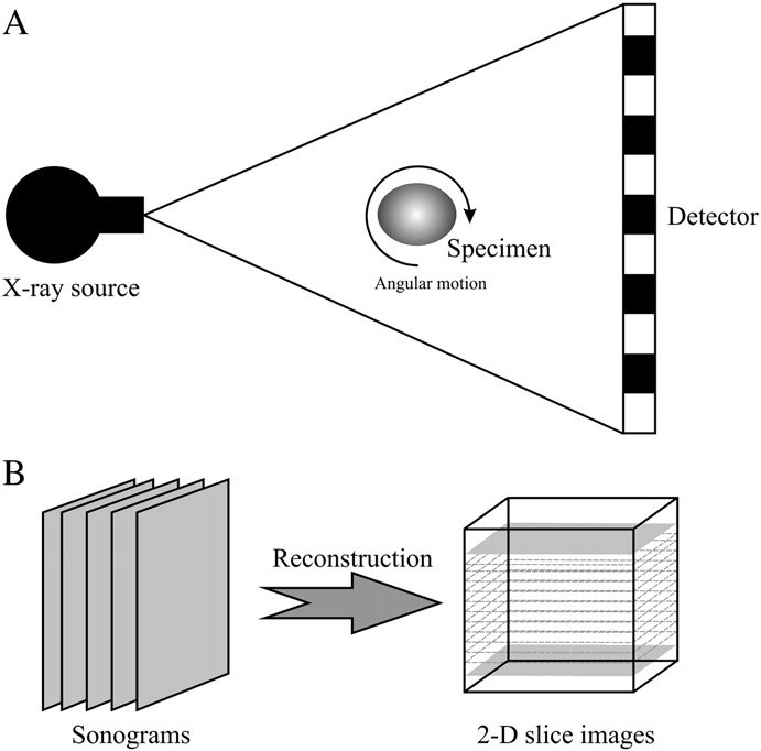 Schematic illustration of  A) X-ray CT scan geometry and B) reconstruction of raw data into two-dimensional slice images.