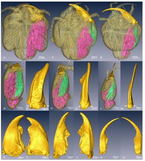 3D configuration of mandibles and controlling muscles in rove beetles based on micro-CT technique