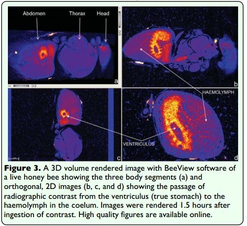 Imaging live bee brains using minimally-invasive diagnostic radioentomology