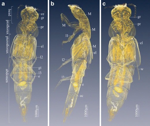 3D Visualization of The Microstructure of Quedius Beesoni Cameron Using Micro-CT