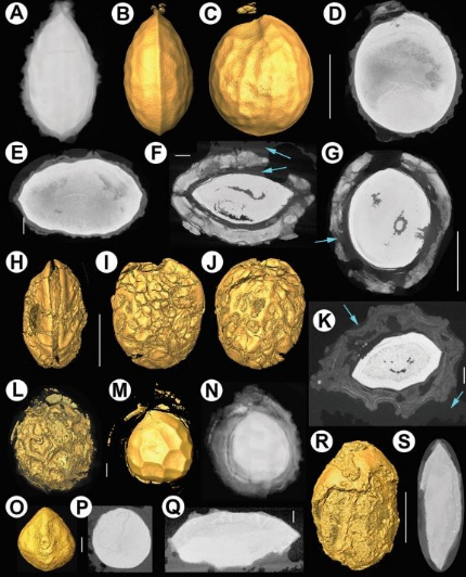 X-ray micro-computed tomography (micro-CT) of pyrite-permineralized fruits and seeds from the London Clay Formation (Ypresian) conserved in silicone oil: a critical evaluation