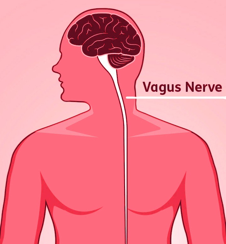 Mapping the Vagus Nerve: Researchers Look to Pave the Way for Bioelectronic Breakthroughs