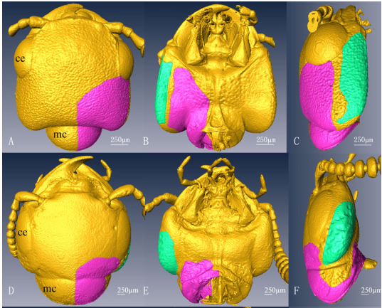 3D Configuration of Mandibles and Controlling Muscles in Rove Beetles Based on Micro-CT Technique