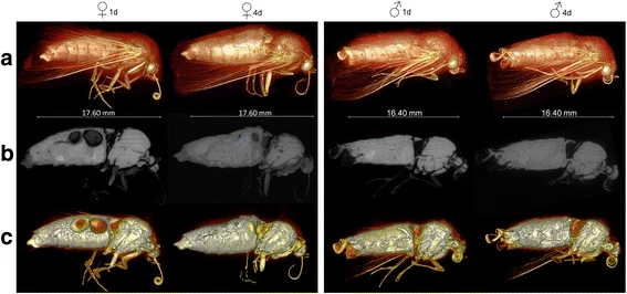 Micro-CT Imaging of Live Insects Using Carbon Dioxide Gas-Induced Hypoxia as Anesthetic with Minimal Impact on Certain Subsequent Life History Traits