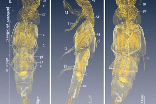 3D Visualization of The Microstructure of Quedius Beesoni Cameron Using Micro-CT