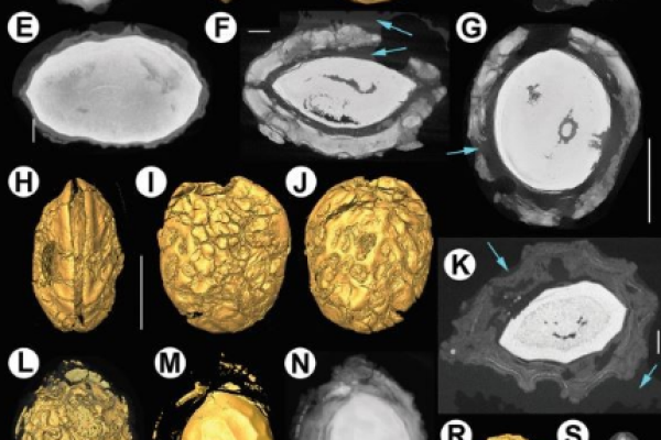 X-ray micro-computed tomography (micro-CT) of pyrite-permineralized fruits and seeds from the London Clay Formation (Ypresian) conserved in silicone oil: a critical evaluation