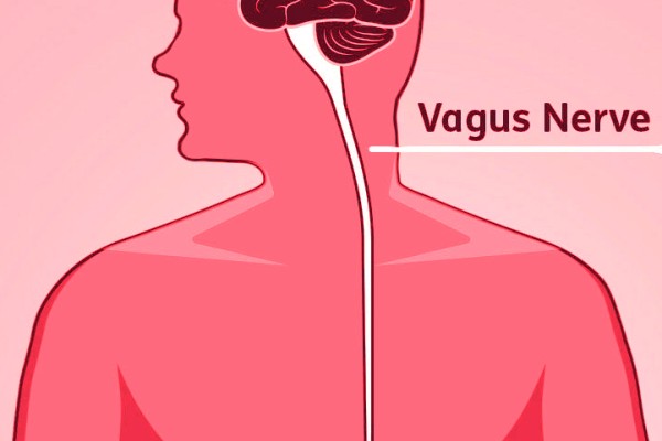 Mapping the Vagus Nerve: Researchers Look to Pave the Way for Bioelectronic Breakthroughs