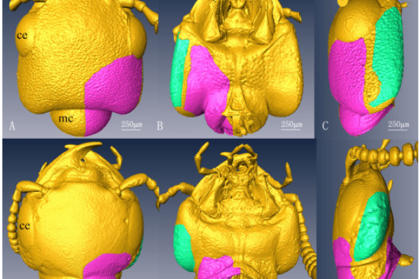 3D Configuration of Mandibles and Controlling Muscles in Rove Beetles Based on Micro-CT Technique