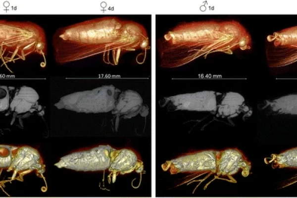 Micro-CT Imaging of Live Insects Using Carbon Dioxide Gas-Induced Hypoxia as Anesthetic with Minimal Impact on Certain Subsequent Life History Traits